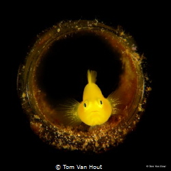 Yellow Goby in a bottle. Taken in the Philippines (Anilao... by Tom Van Hout 